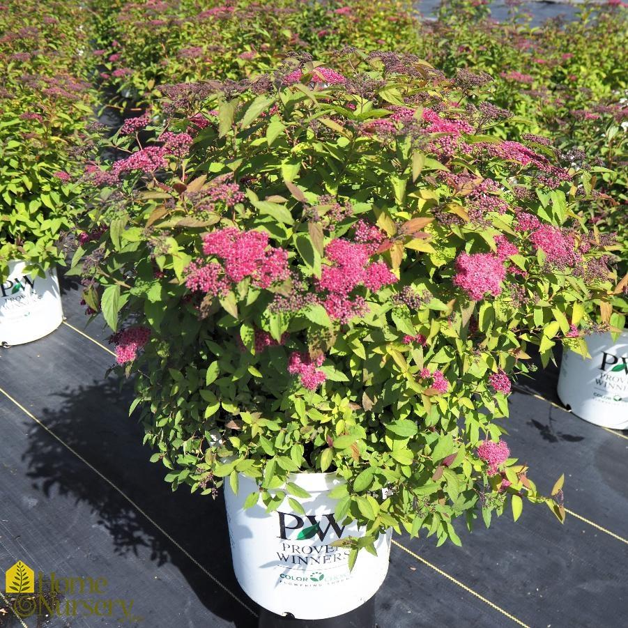 Spirea Japonica Double Play Red - View 11 from www redcrocus com