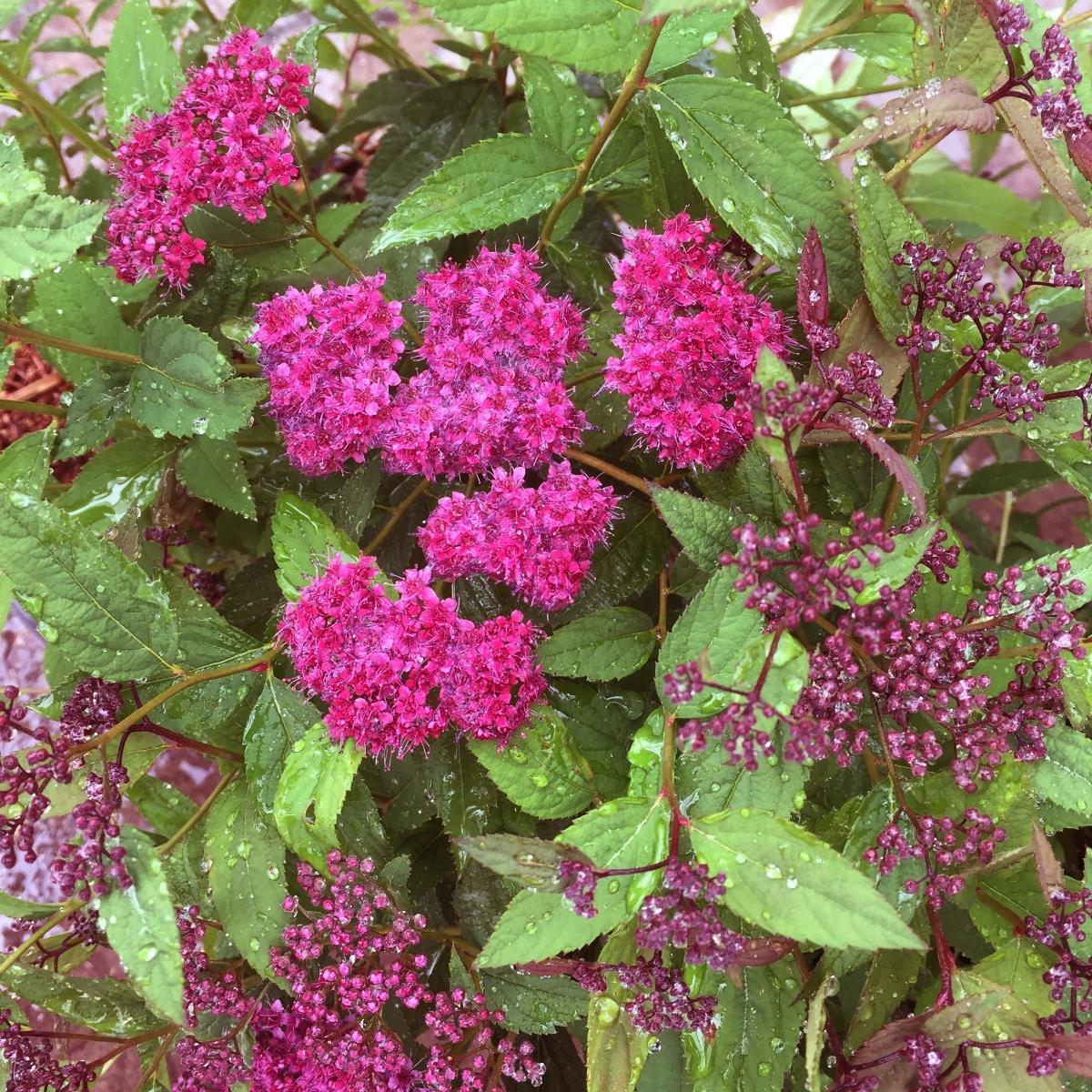Spirea Japonica Double Play Red - View 14 from www redcrocus com