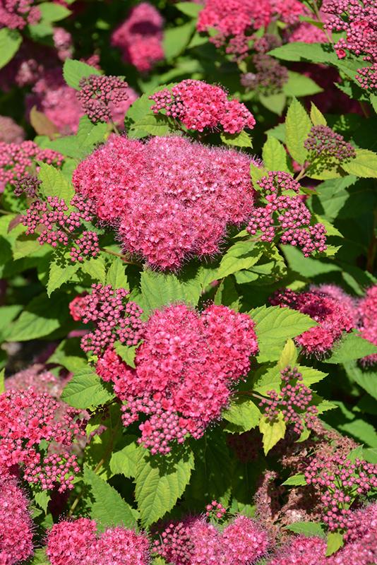 Spirea Japonica Double Play Red - View 15 from www redcrocus com