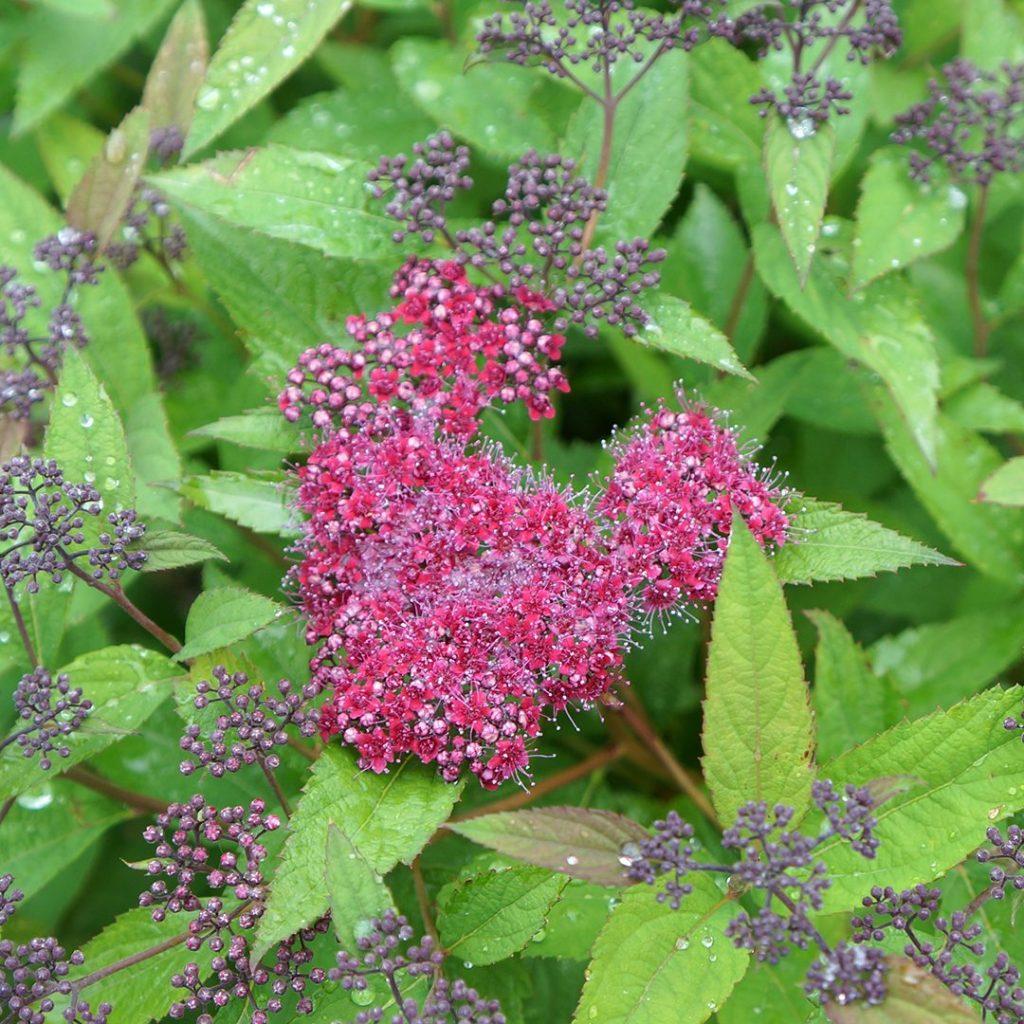 Spirea Japonica Double Play Red - View 17 from www redcrocus com