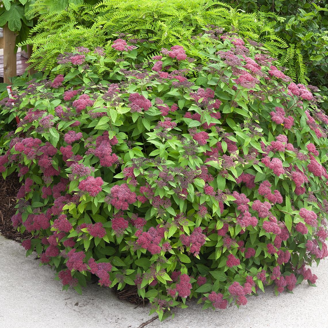 Spirea Japonica Double Play Red - View 19 from www redcrocus com