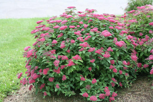 Spirea Japonica Double Play Red - View 1 from www redcrocus com