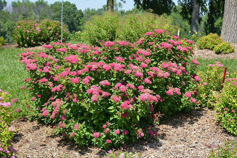 Spirea Japonica Double Play Red - View 20 from www redcrocus com