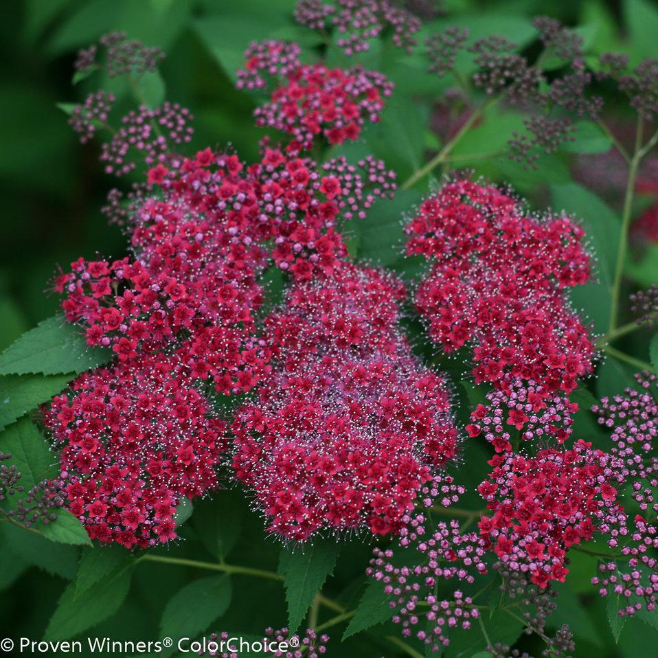 Spirea Japonica Double Play Red - View 2 from www redcrocus com