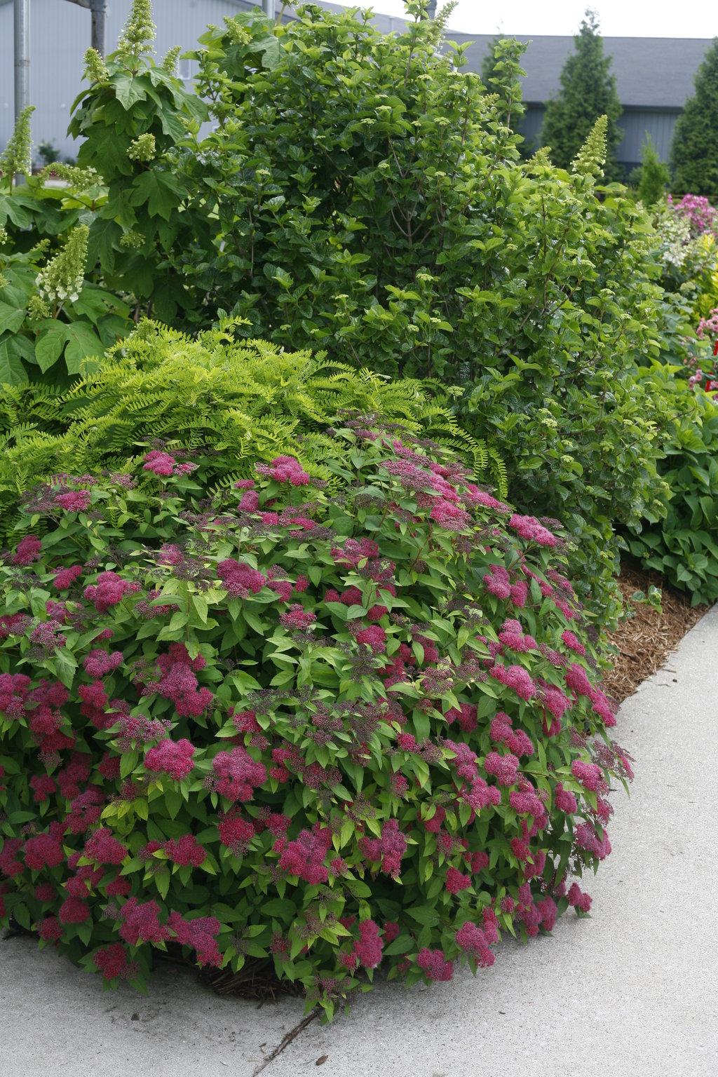 Spirea Japonica Double Play Red - View 3 from www redcrocus com