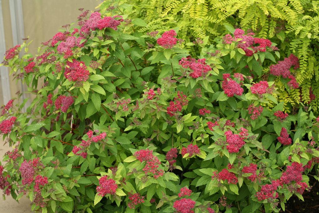 Spirea Japonica Double Play Red - View 4 from www redcrocus com