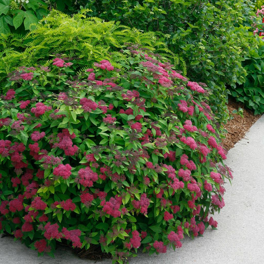Spirea Japonica Double Play Red - View 7 from www redcrocus com