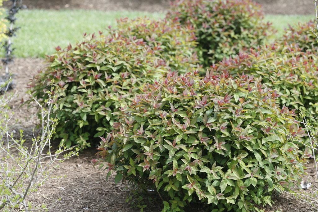 Spirea Japonica Double Play Red - View 8 from www redcrocus com