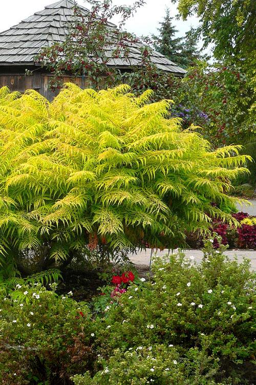 Rhus Typhina 'tiger Eyes' - View 5 from www redcrocus com