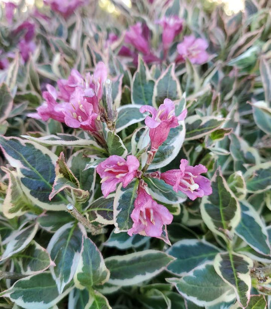 Weigela Florida 'my Monet Purple Effect' - View 10 from www redcrocus com