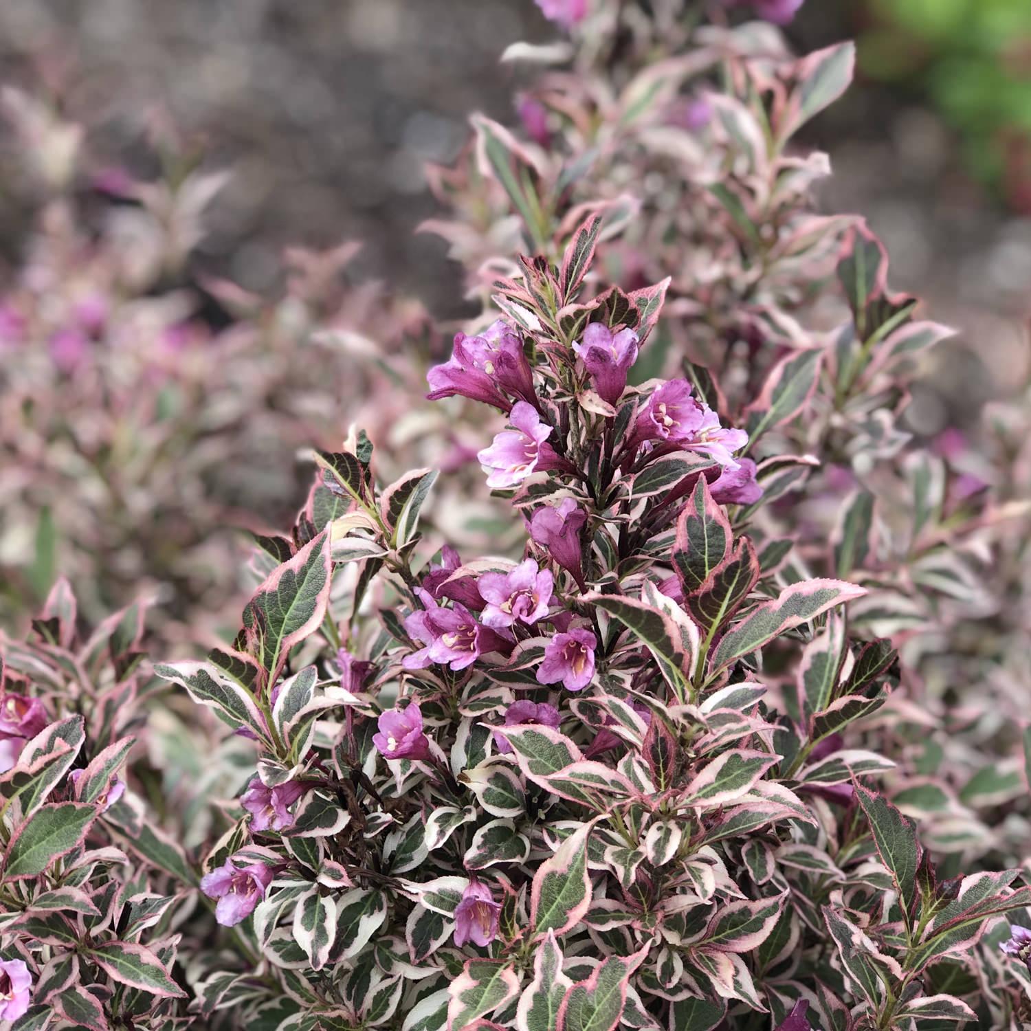 Weigela Florida 'my Monet Purple Effect' - View 8 from www redcrocus com