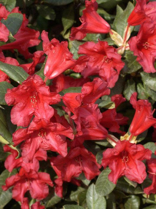 Rhododendron Baden Baden - View 17 from www redcrocus com