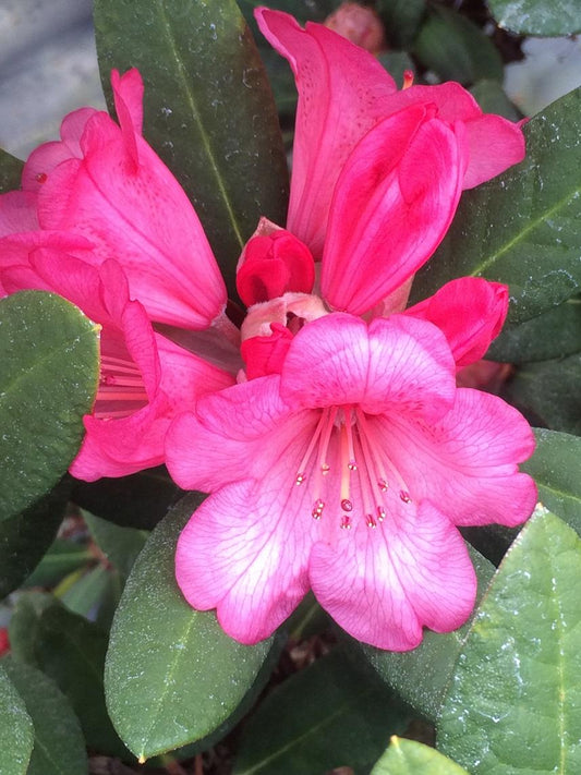 Rhododendron Wine And Roses - View 1 from www redcrocus com