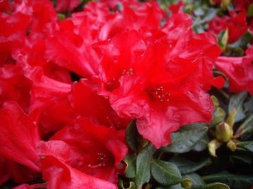 Rhododendron Baden Baden - View 14 from www redcrocus com