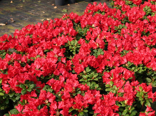 Rhododendron Baden Baden - View 1 from www redcrocus com