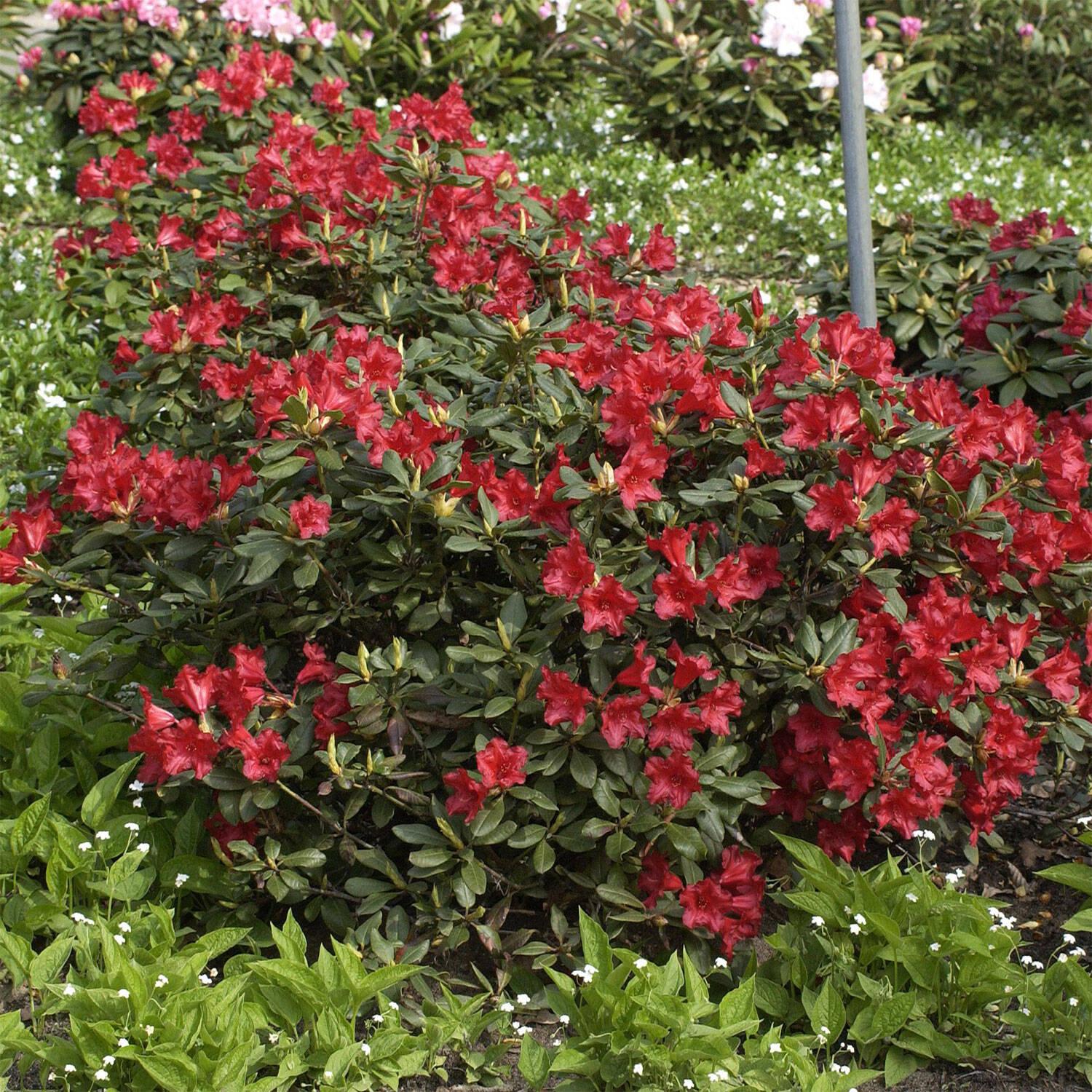 Rhododendron Baden Baden - View 4 from www redcrocus com