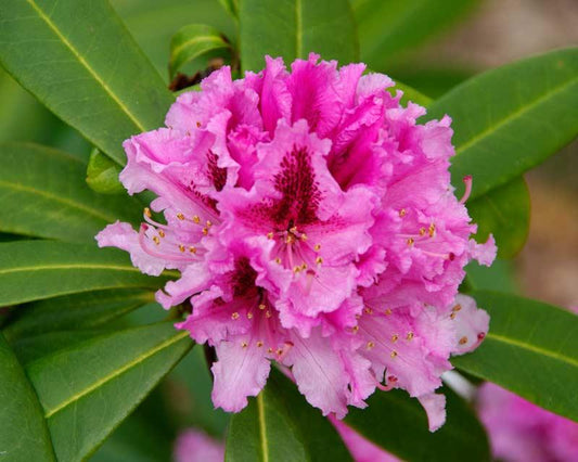 Rhododendron Prince Camille De Rohan - View 12 from www redcrocus com