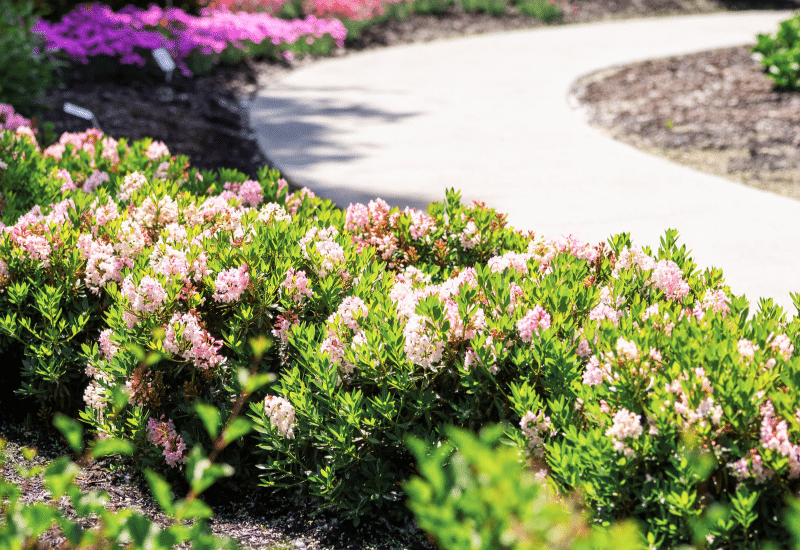 Rhododendron 'bloombux Blush' - View 16 from www redcrocus com