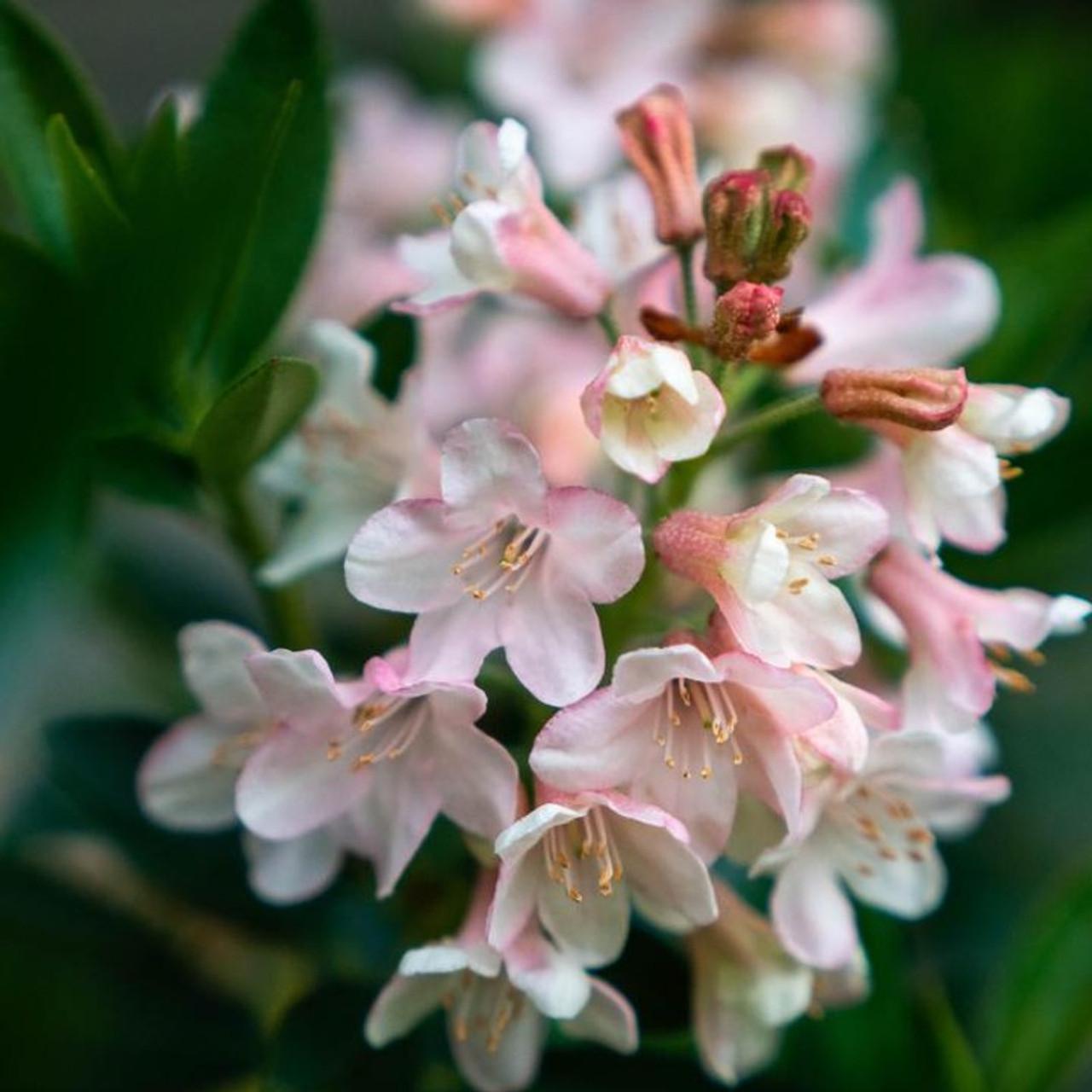 Rhododendron 'bloombux Blush' - View 17 from www redcrocus com
