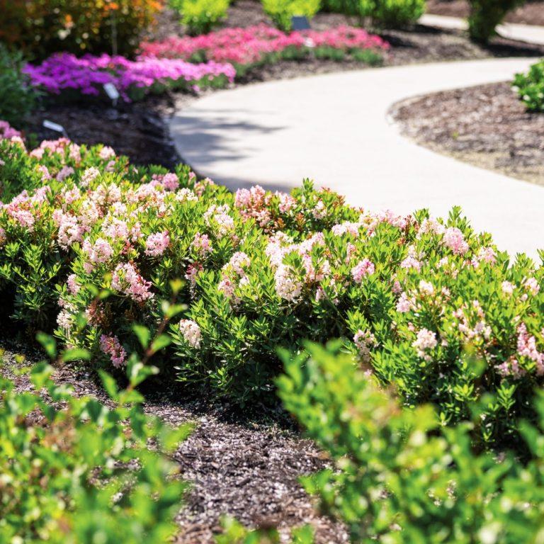 Rhododendron 'bloombux Blush' - View 1 from www redcrocus com