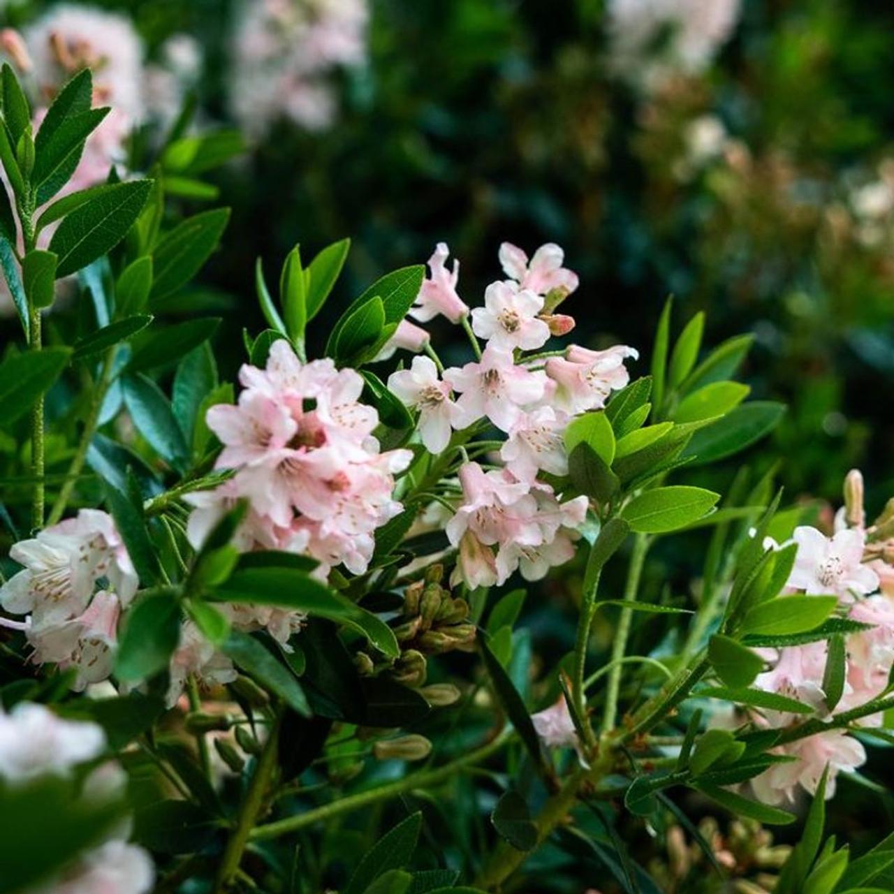 Rhododendron 'bloombux Blush' - View 20 from www redcrocus com