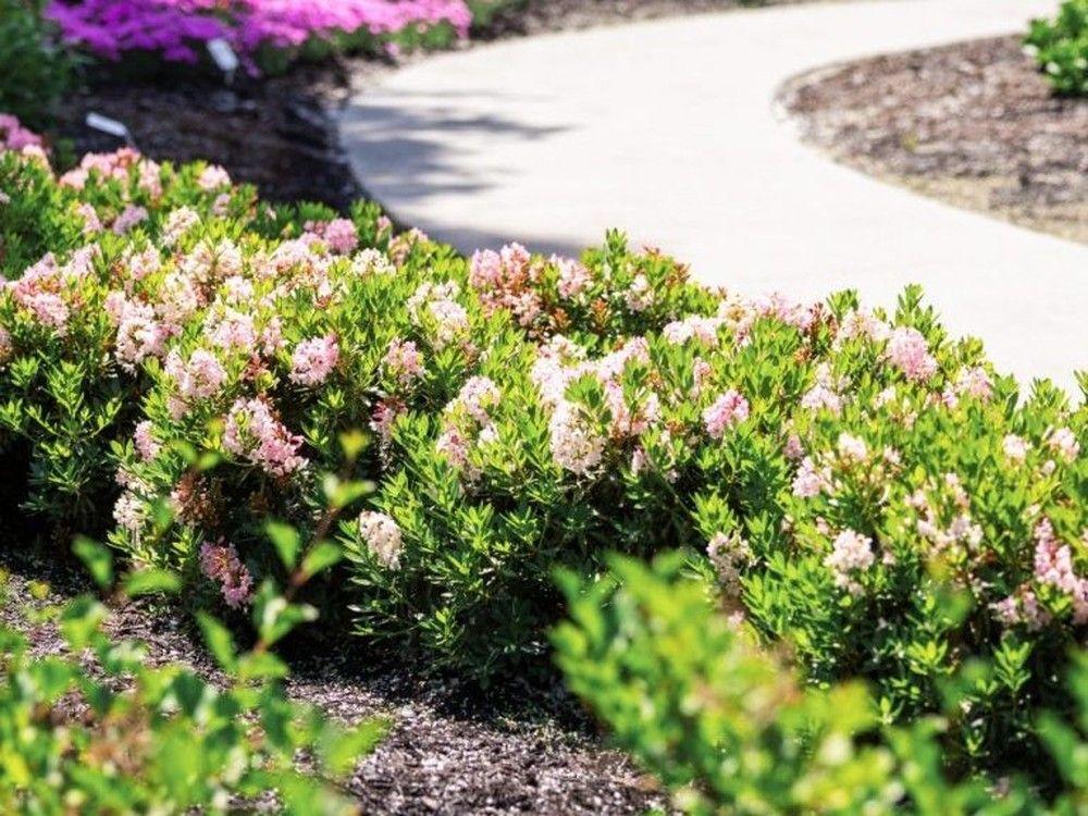 Rhododendron 'bloombux Blush' - View 23 from www redcrocus com