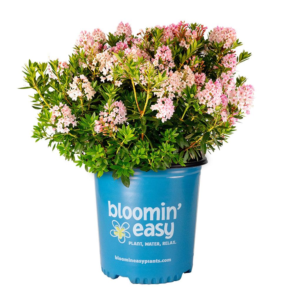 Rhododendron 'bloombux Blush' - View 25 from www redcrocus com