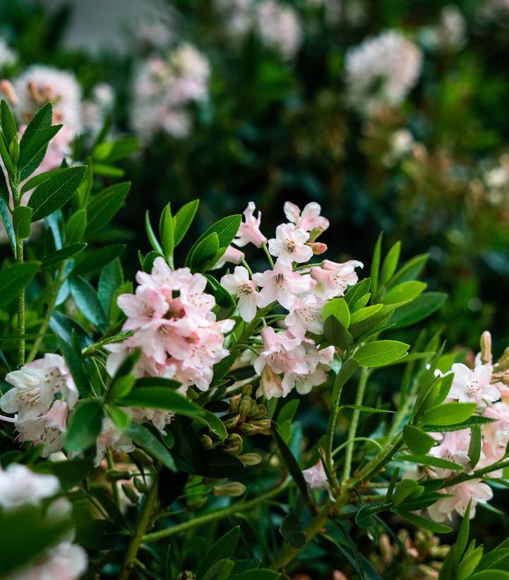 Rhododendron 'bloombux Blush' - View 4 from www redcrocus com