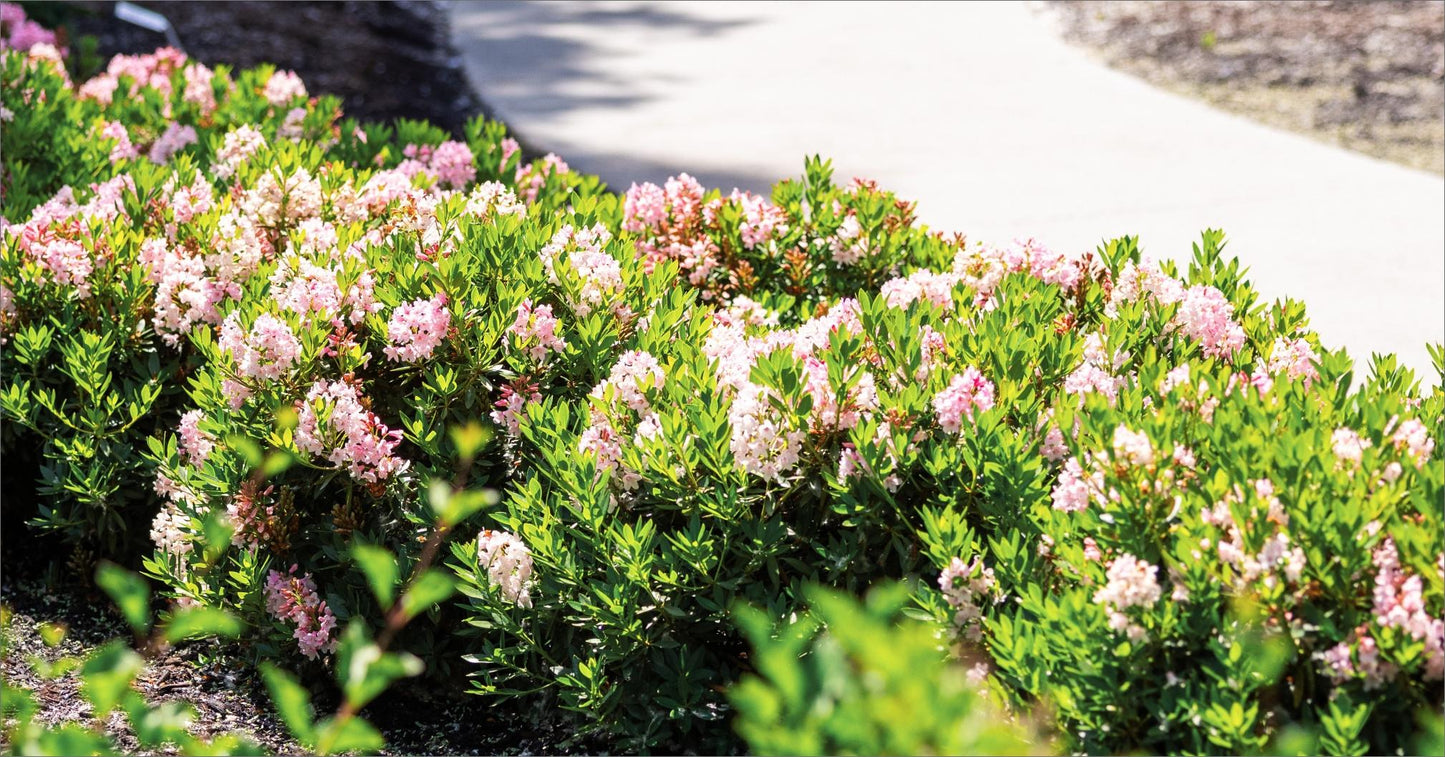 Rhododendron 'bloombux Blush' - View 6 from www redcrocus com