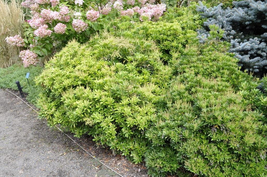 Pieris Japonica Prelude - View 1 from www redcrocus com