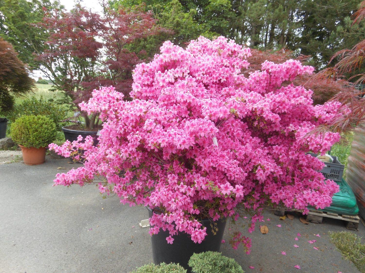 Azalea 'purple Splendor' - View 15 from www redcrocus com