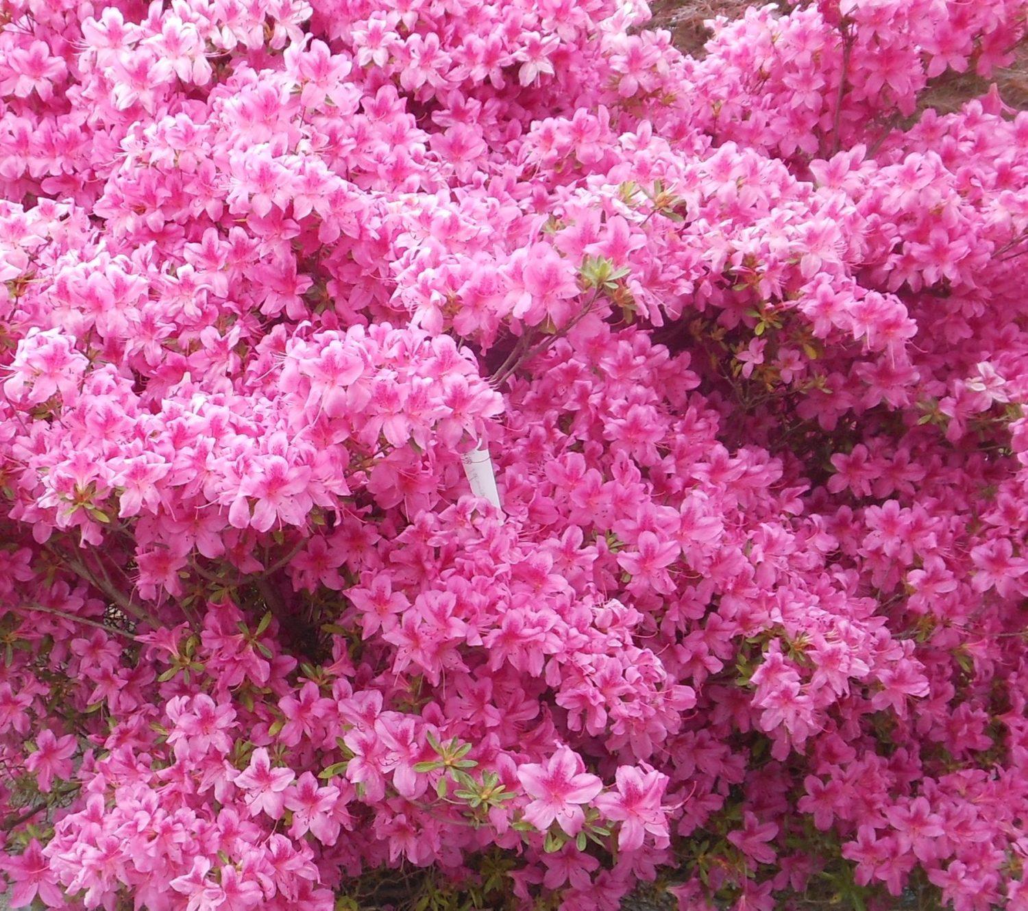 Azalea 'purple Splendor' - View 17 from www redcrocus com