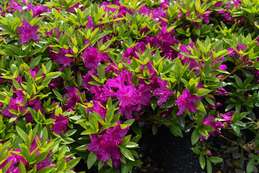 Azalea 'purple Splendor' - View 1 from www redcrocus com