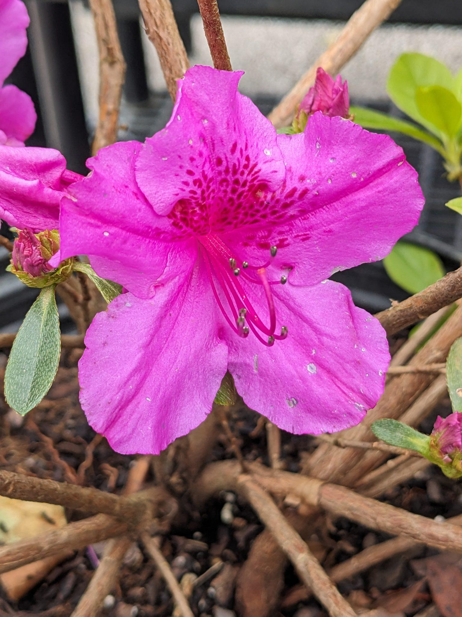 Azalea 'purple Splendor' - View 7 from www redcrocus com
