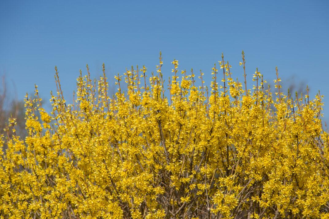 Forsythia Intermedia 'spring Fling' - View 11 from www redcrocus com