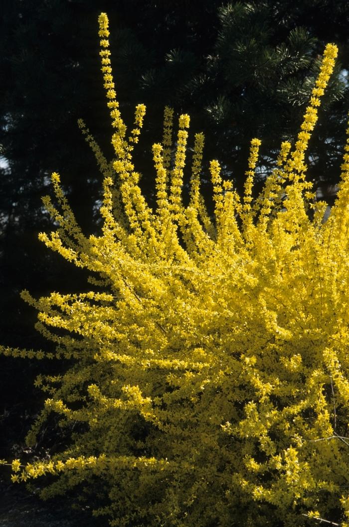 Forsythia Intermedia 'spring Fling' - View 13 from www redcrocus com