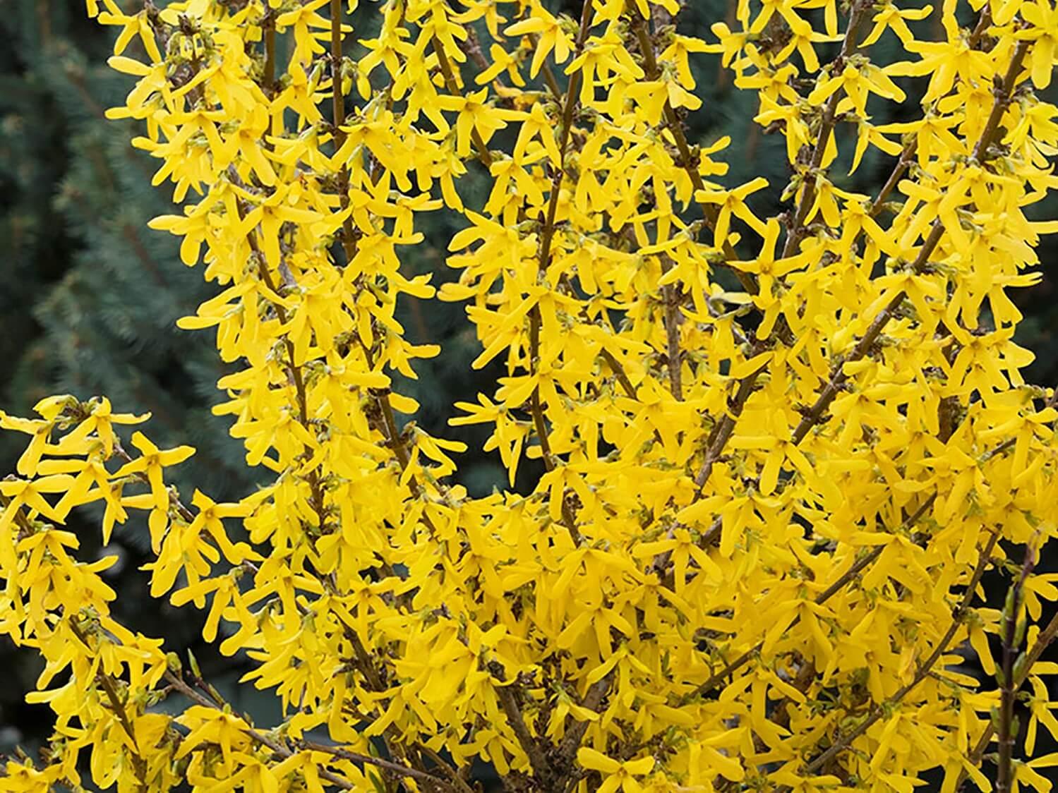 Forsythia Intermedia 'spring Fling' - View 14 from www redcrocus com