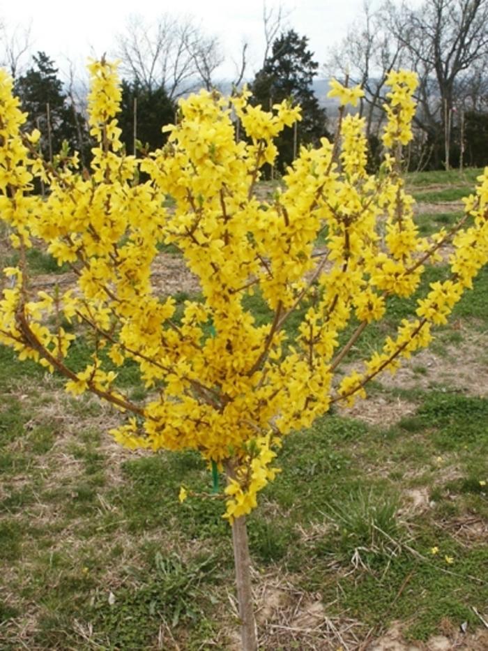 Forsythia Intermedia 'spring Fling' - View 15 from www redcrocus com