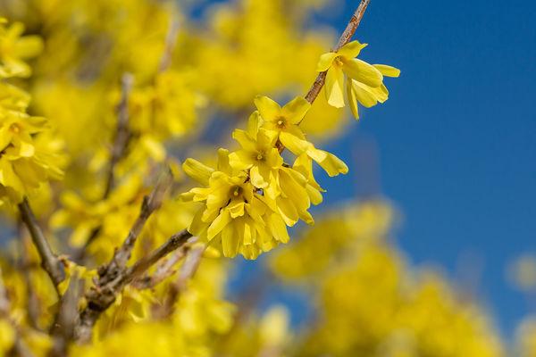 Forsythia Intermedia 'spring Fling' - View 16 from www redcrocus com
