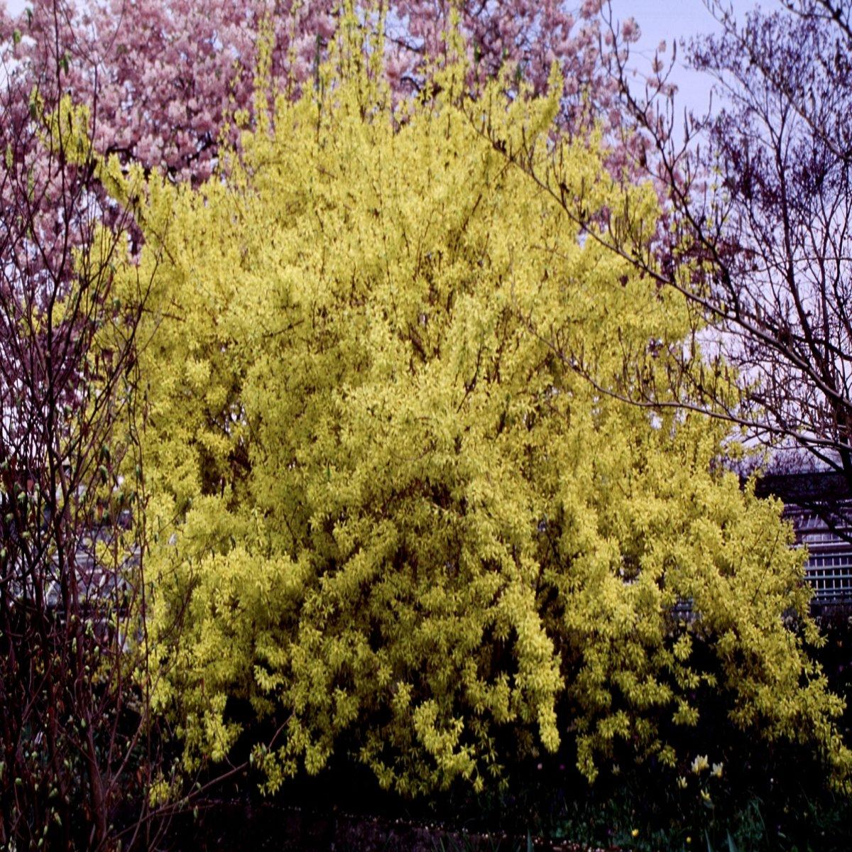 Forsythia Intermedia 'spring Fling' - View 17 from www redcrocus com