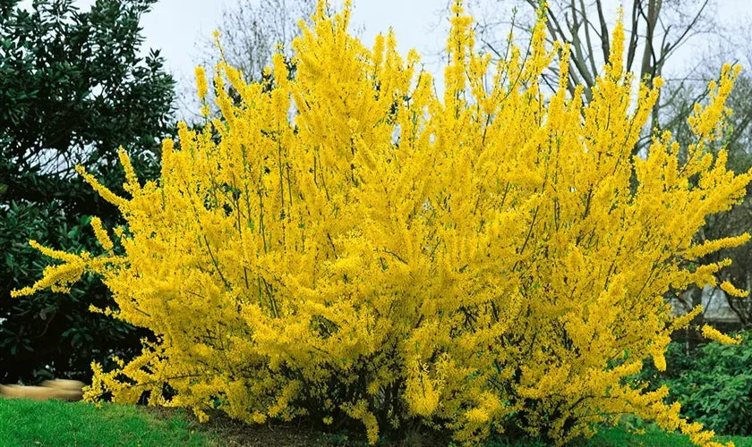 Forsythia Intermedia 'spring Fling' - View 18 from www redcrocus com