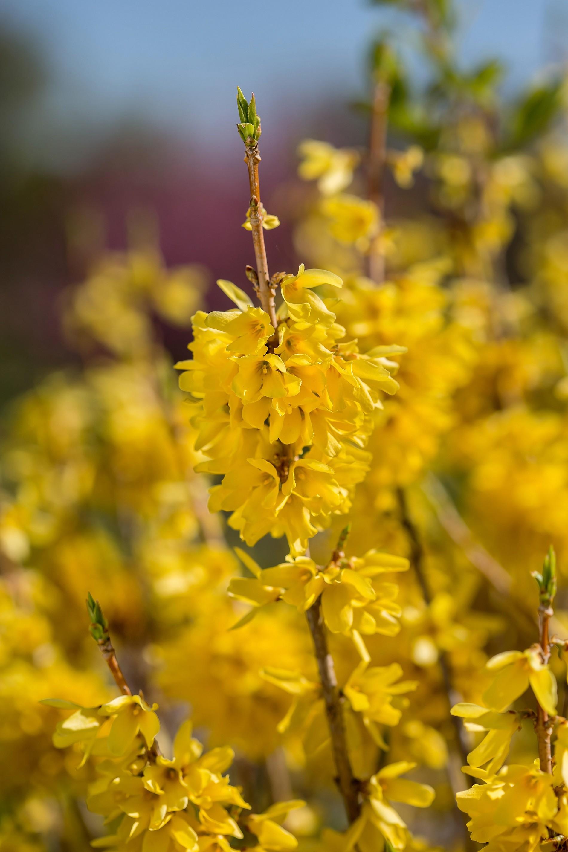 Forsythia Intermedia 'spring Fling' - View 1 from www redcrocus com