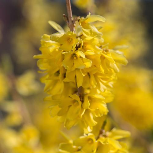 Forsythia Intermedia 'spring Fling' - View 3 from www redcrocus com