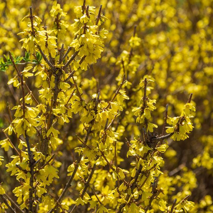 Forsythia Intermedia 'spring Fling' - View 4 from www redcrocus com
