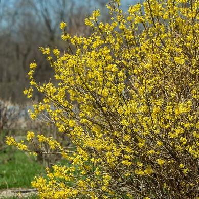 Forsythia Intermedia 'spring Fling' - View 9 from www redcrocus com