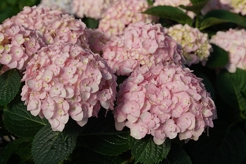 Hydrangea Macrophylla 'grin And Tonic' - View 10 from www redcrocus com