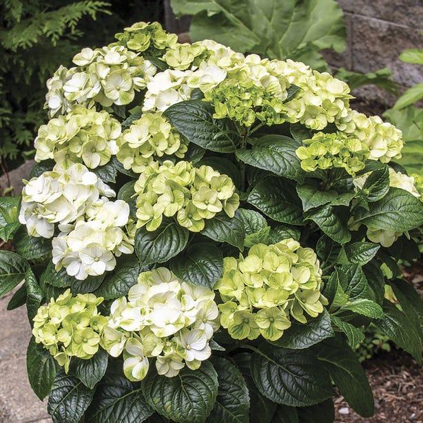 Hydrangea Macrophylla 'grin And Tonic' - View 14 from www redcrocus com