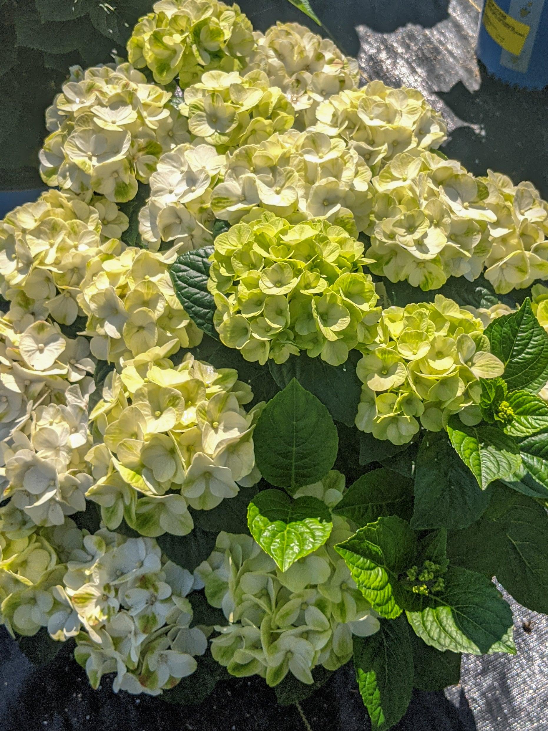 Hydrangea Macrophylla 'grin And Tonic' - View 15 from www redcrocus com