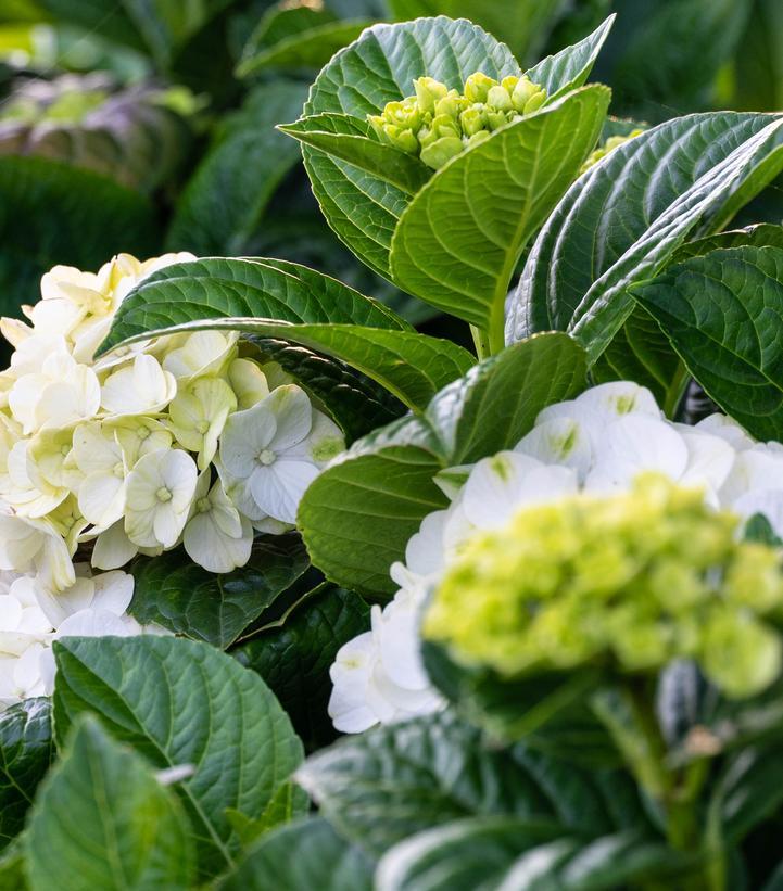 Hydrangea Macrophylla 'grin And Tonic' - View 3 from www redcrocus com