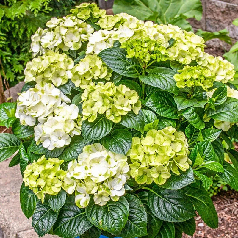 Hydrangea Macrophylla 'grin And Tonic' - View 4 from www redcrocus com